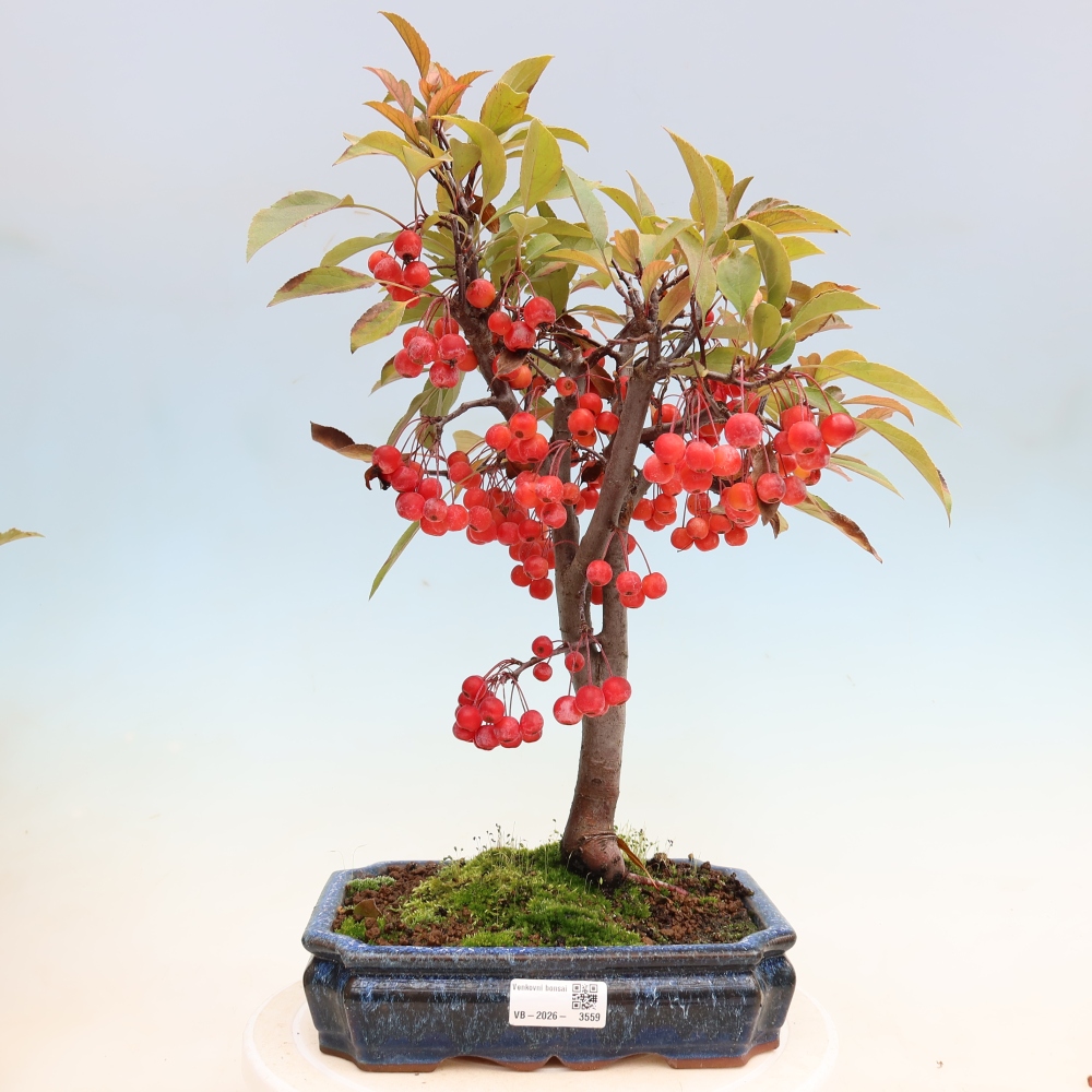 Kültéri bonsai -Malus domestica - Kis gyümölcsű piros levelű almafa