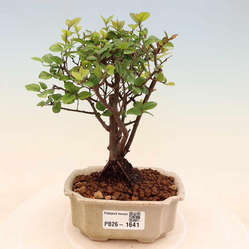 Szobai bonsai - Sageretia thea - Sageretia thea