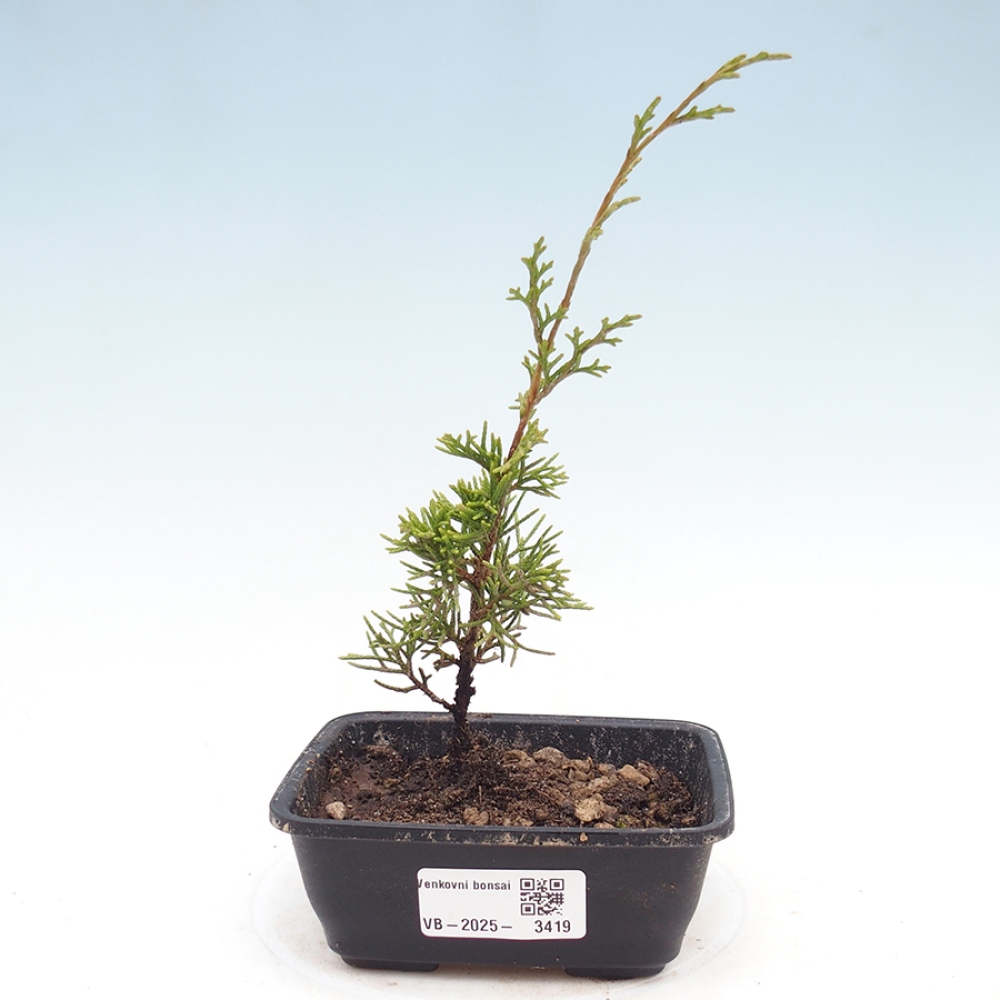 Kültéri bonsai - Juniperus chinensis Itoigawa