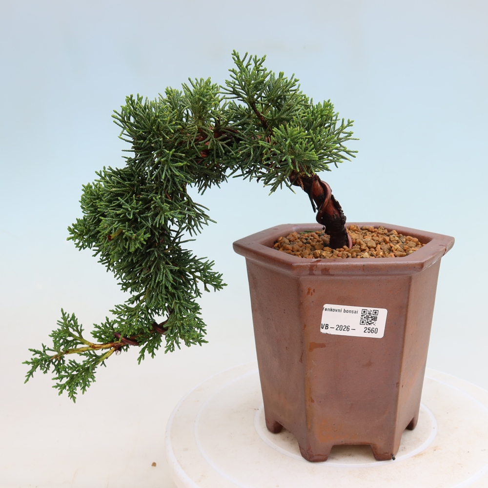 Kültéri bonsai - Juniperus chinensis Kishu