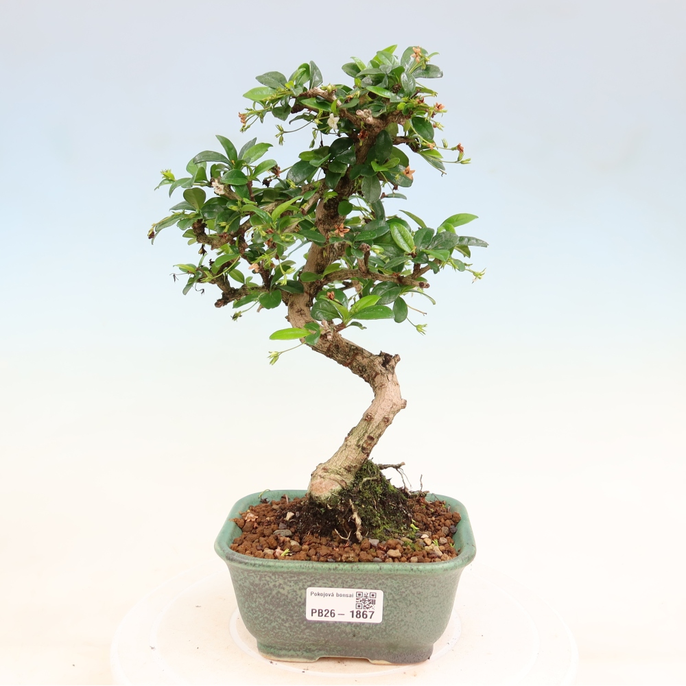 Szobai bonsai - Carmona macrophylla - Tea fuki