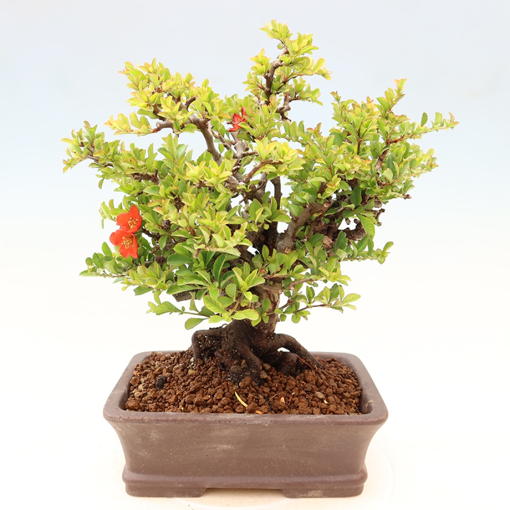 Kültéri bonsai - Chaneomeles speciosa Chojubai