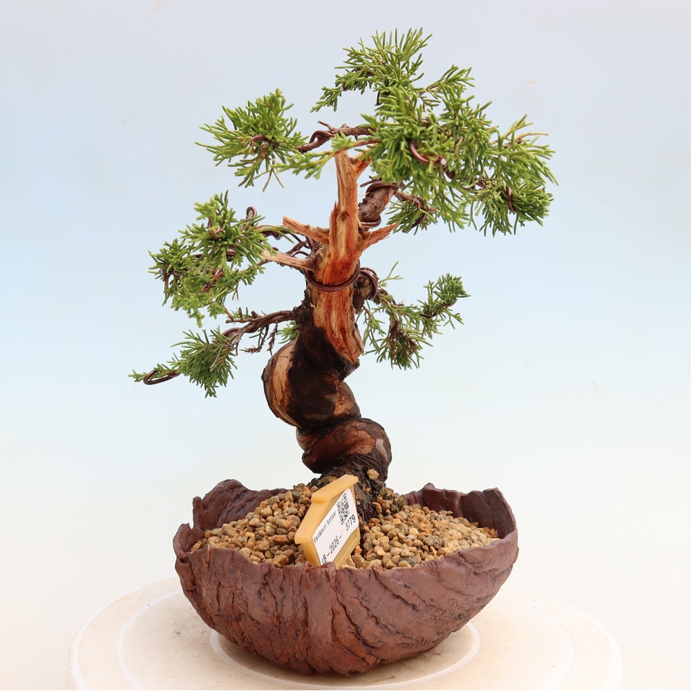 Kültéri bonsai - Juniperus chinensis Itoigawa-Juniperus chinensis