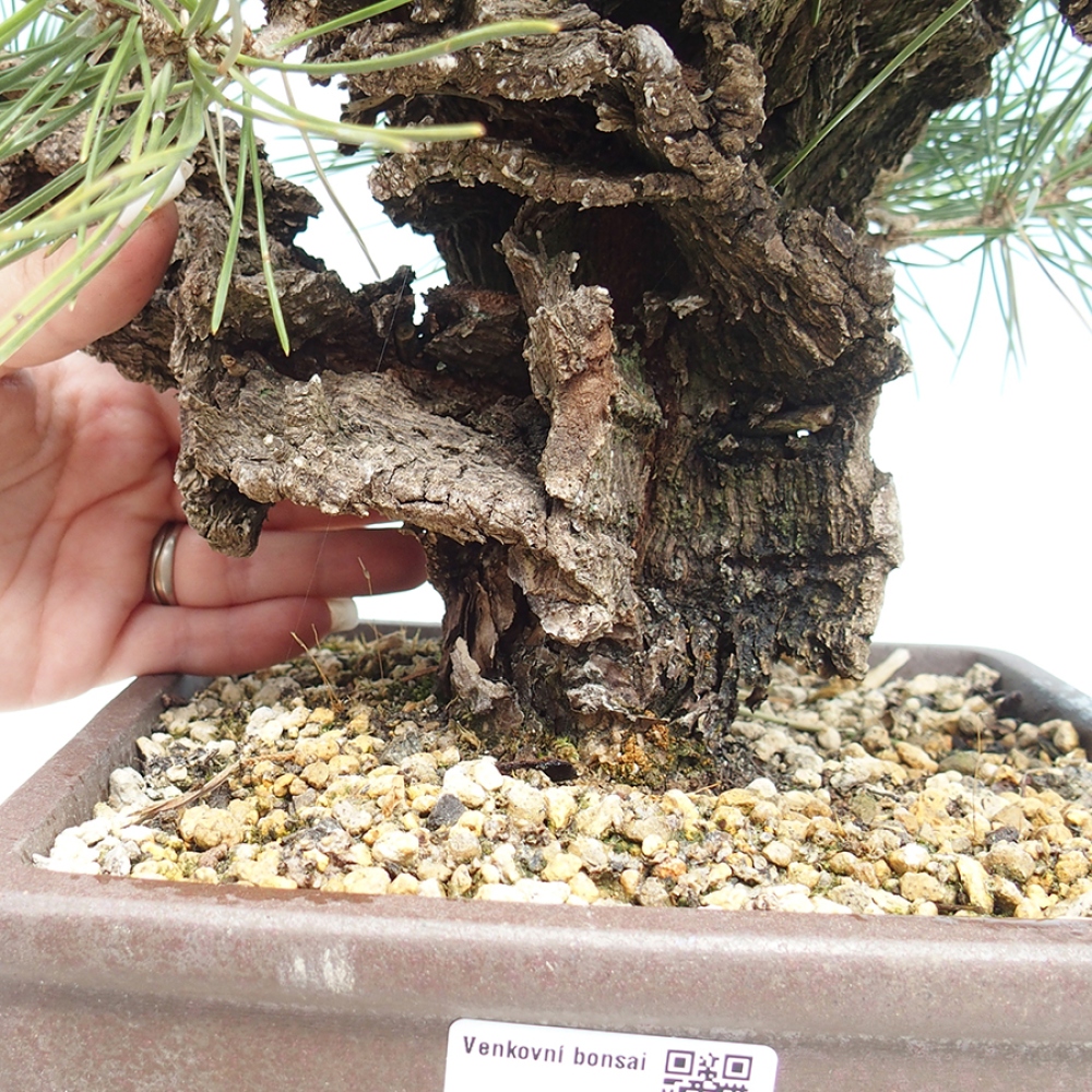 Kültéri bonsai - Pinus thunbergii - Thunberg fenyő