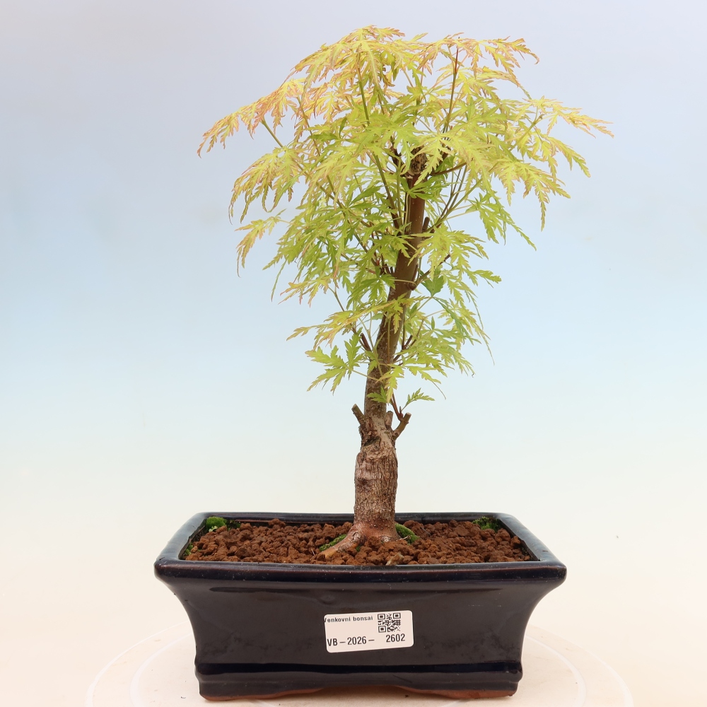 Kültéri bonsai - Acer palmatum Dissectum