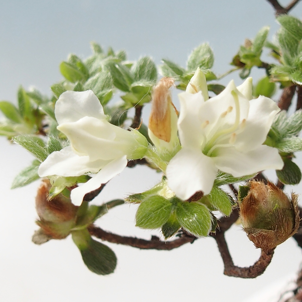Kültéri bonsai - Rhododendron indicum - japán azálea