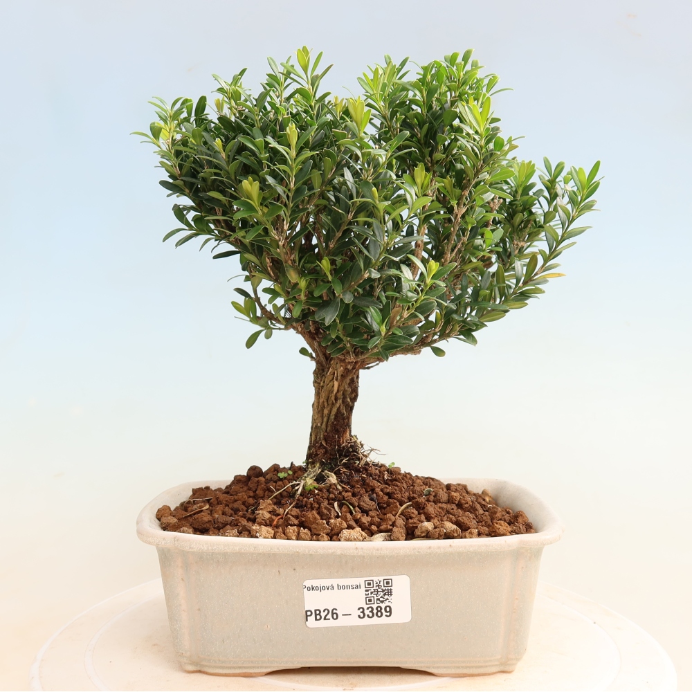 Szobai bonsai - Buxus harlandii - parafa buxus
