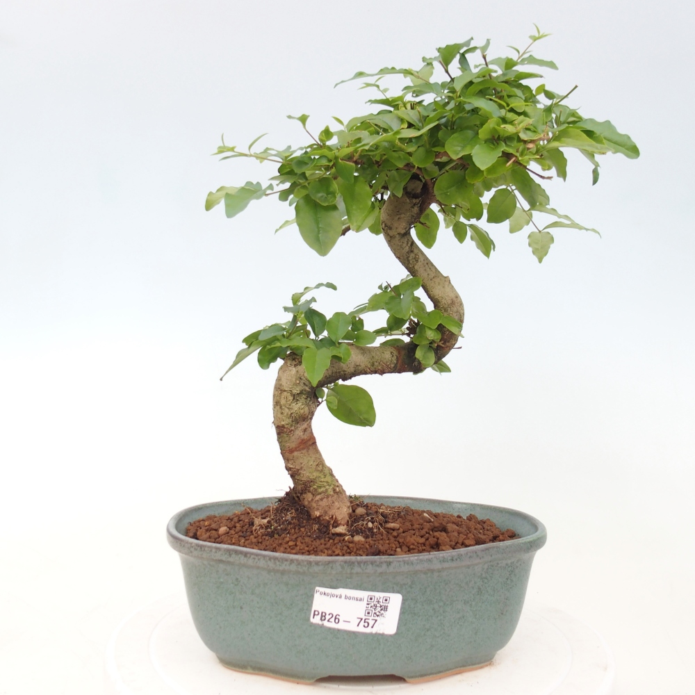 Szobai bonsai -Ligustrum chinensis - Madárcsőr