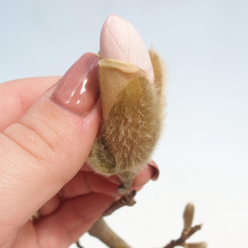 Kültéri bonsai - Magnolia stellata
