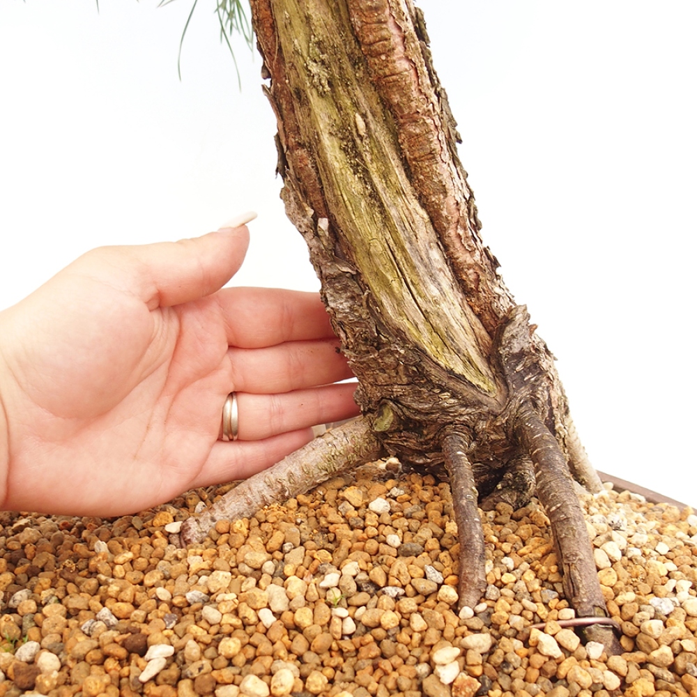 Kültéri bonsai - Pinus thunbergii - Thunberg fenyő