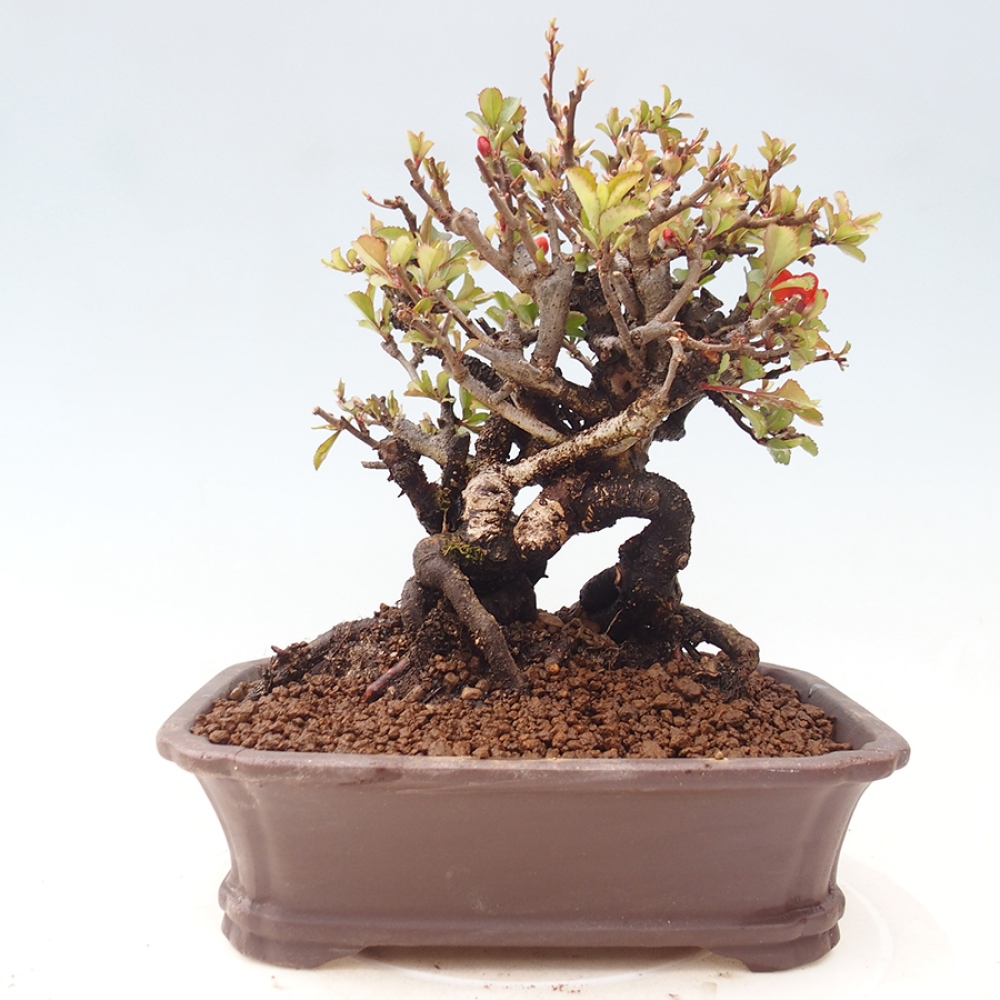 Kültéri bonsai - Chaneomeles speciosa - birs