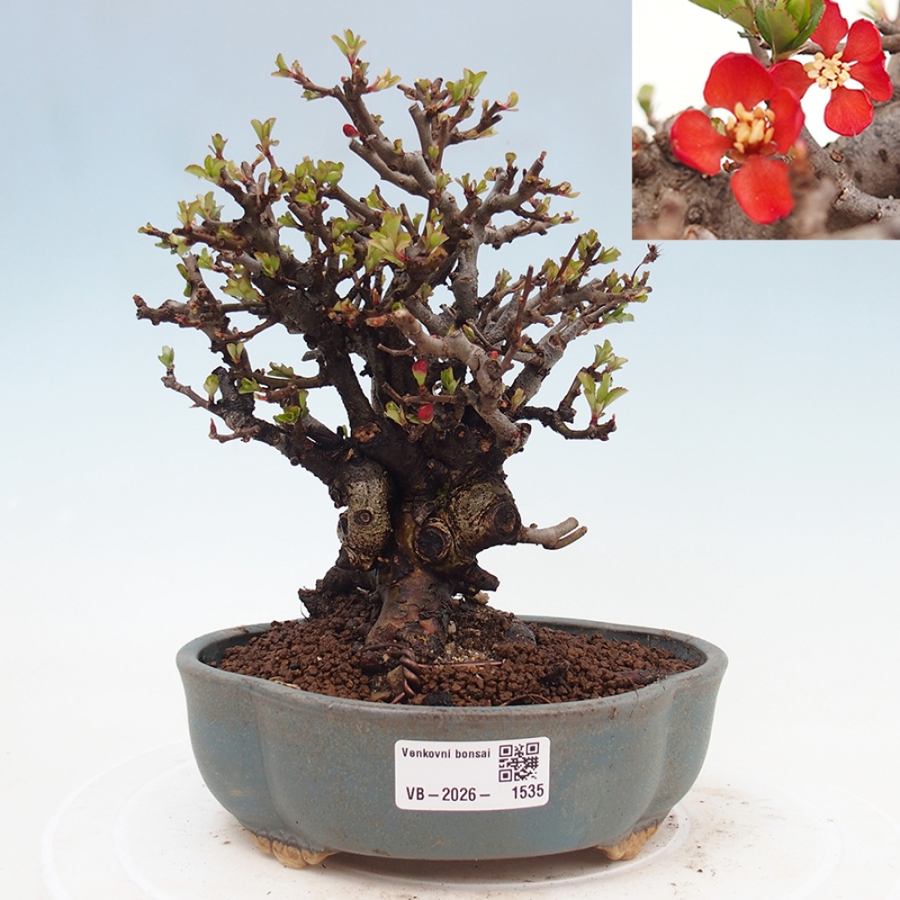 Kültéri bonsai - Chaneomeles speciosa - birs