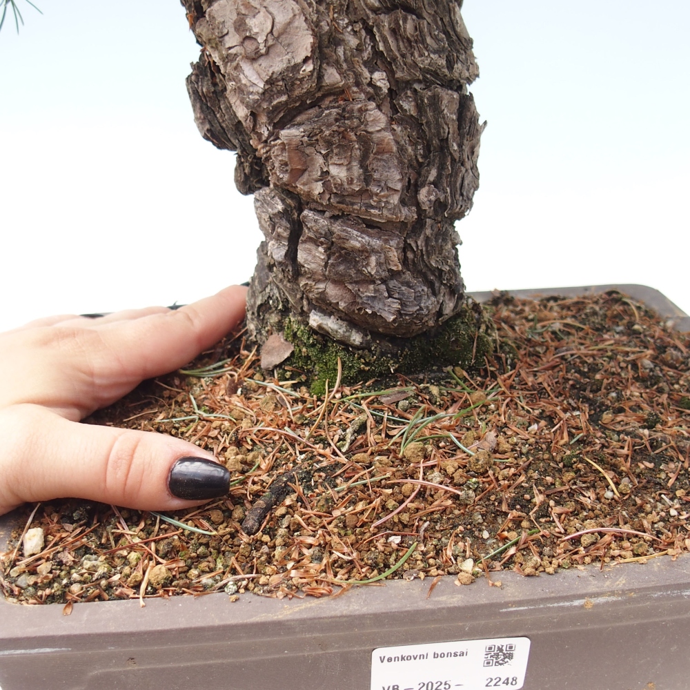 Kültéri bonsai - Pinus parviflora - Pinus parviflora