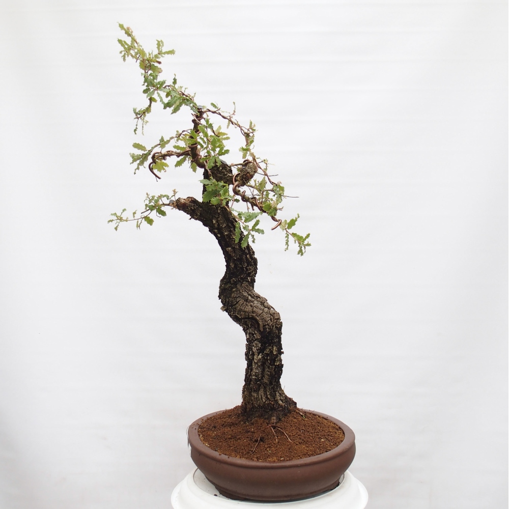 Yamadori - Quercus Ilex - Tölgy magyal