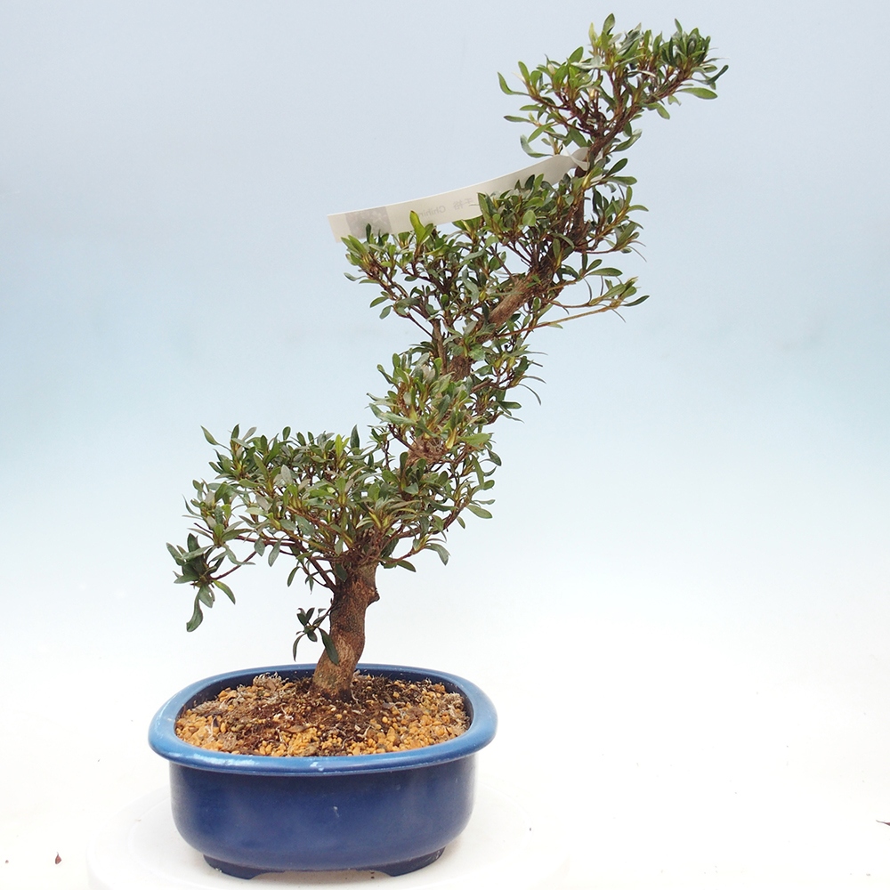 Kültéri bonsai - japán azálea - Azálea CHIHIRO