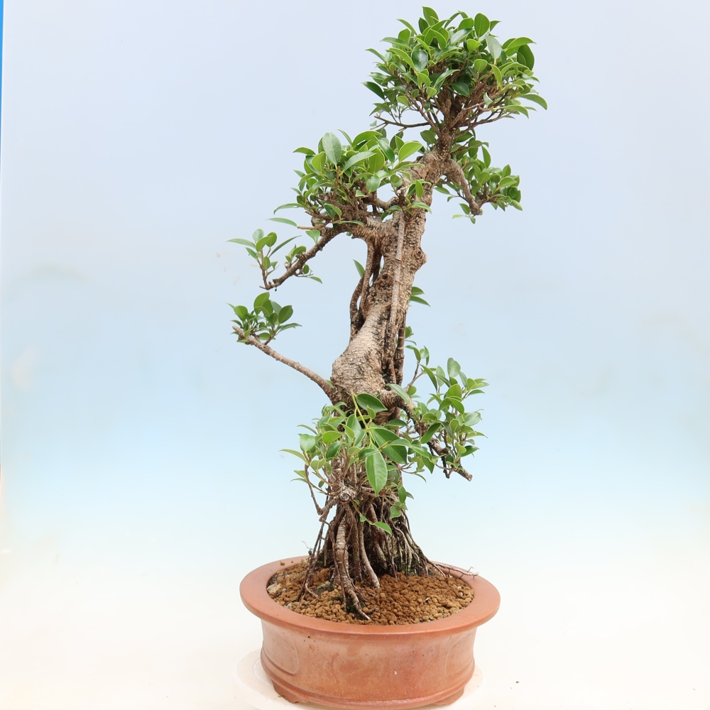 Szobai bonsai - Ficus kimmen - kislevelű fikusz