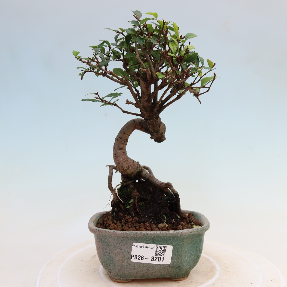 Szobai bonsai - Ulmus parvifolia - Kislevelű szilfa