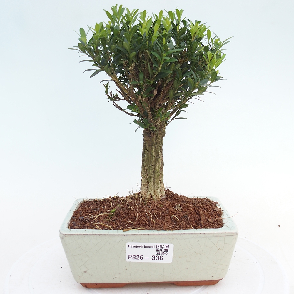 Szobai bonsai - Buxus harlandii - parafa buxus