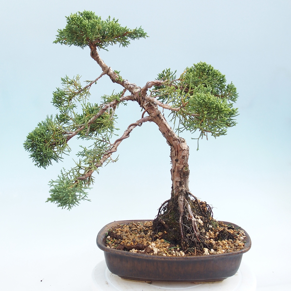 Kültéri bonsai - Juniperus chinensis Kishu