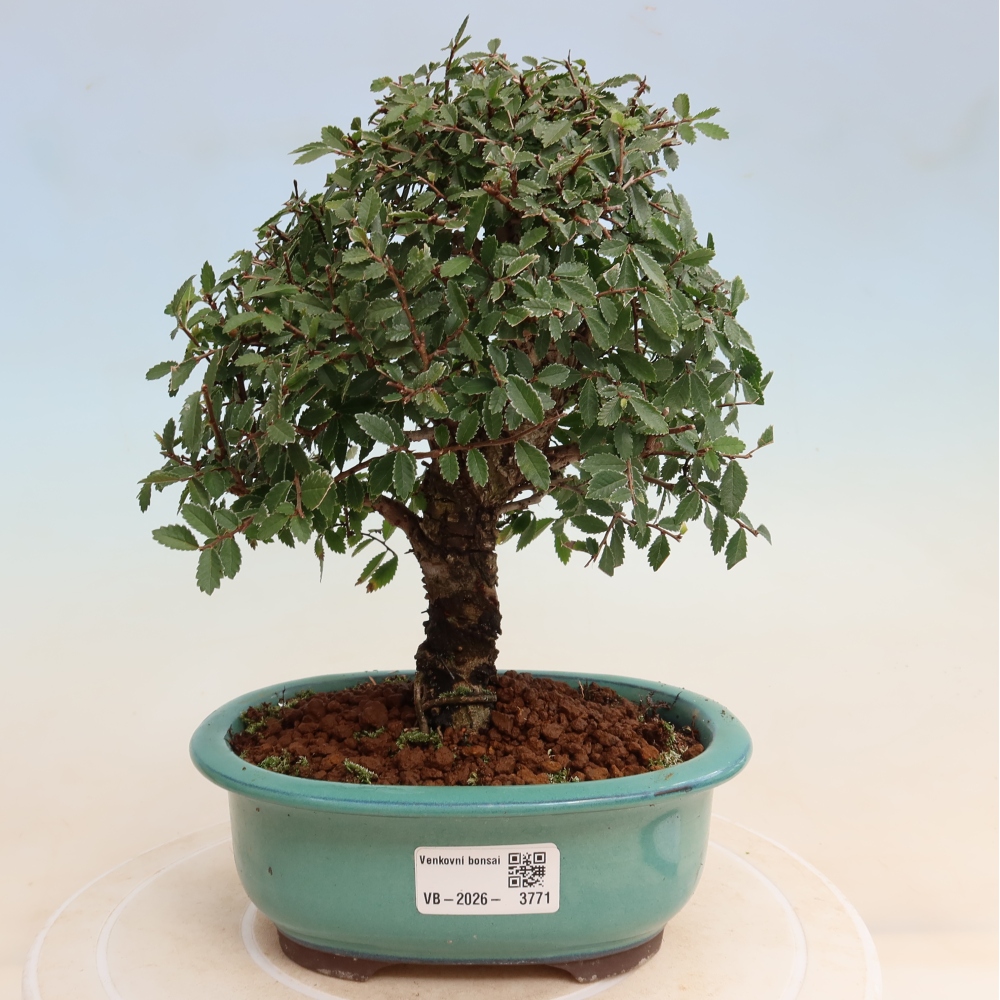Kültéri bonsai - Zelkova - Zelkova NIRE