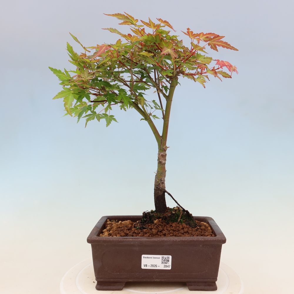 Juhar - Acer palmatum Beni Tsukasa