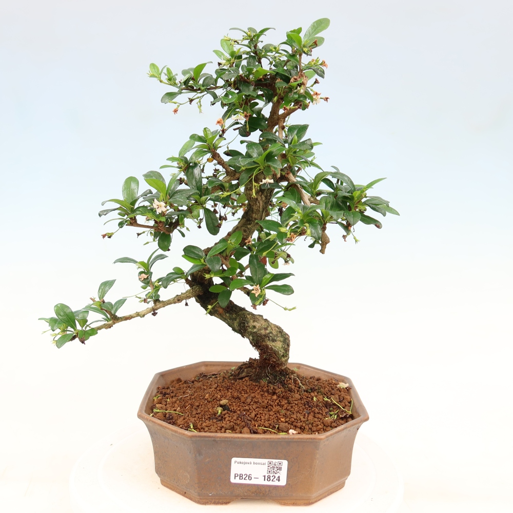 Szobai bonsai - Carmona macrophylla - Tea fuki