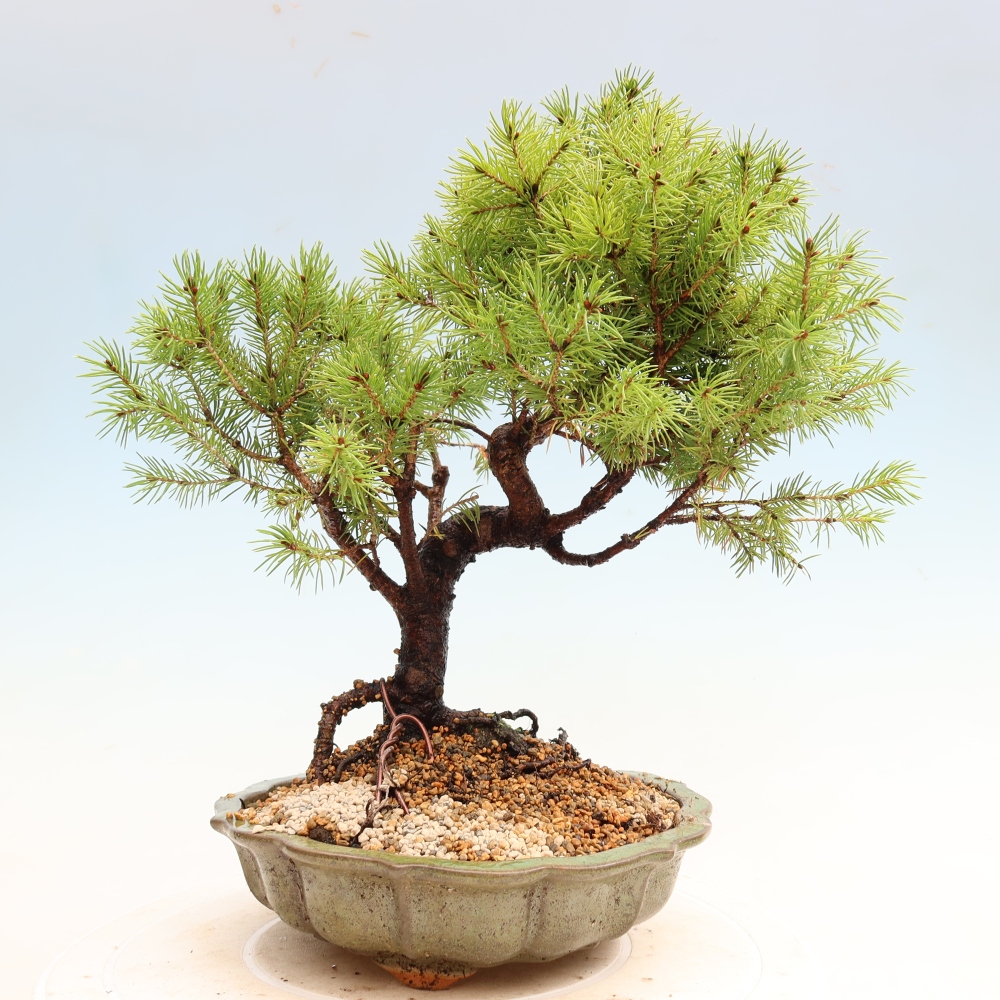 Kültéri bonsai – Szürke lucfenyő – Picea glauca globe