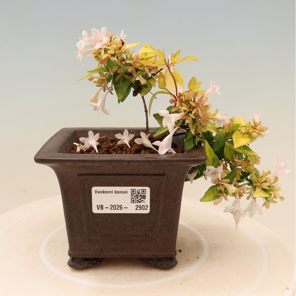 Kültéri bonsai – Abelia gr. Kleidoscope – Nagyvirágú abélia