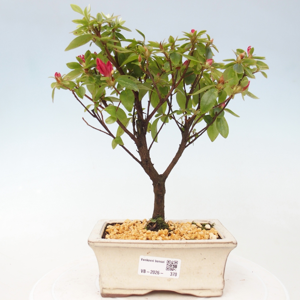 Kültéri bonsai - japán azálea - Azalea sp.