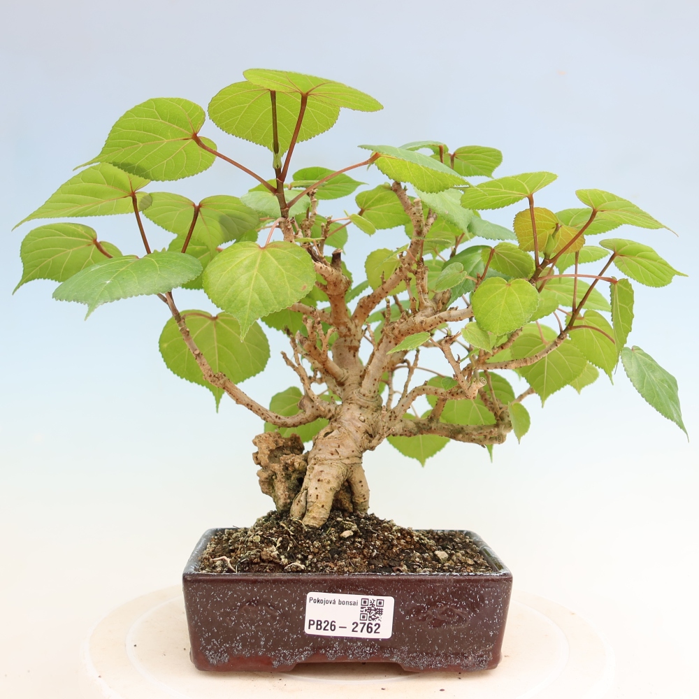 Beltéri bonsai - Hibiscus tiliaceus - tengeri hibiszkusz