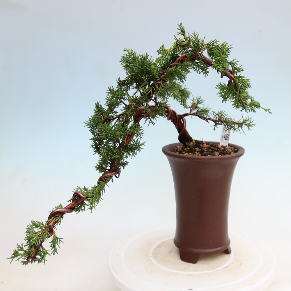 Kültéri bonsai - Juniperus chinensis Kishu