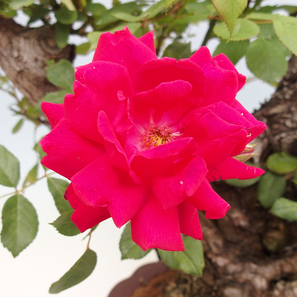 Kültéri bonsai - Rosa Kordes - rózsa