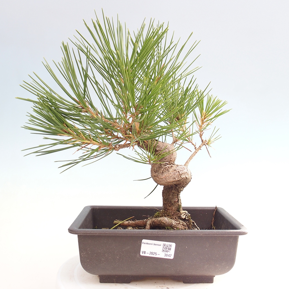 Kültéri bonsai - Pinus thunbergii - Thunberg fenyő