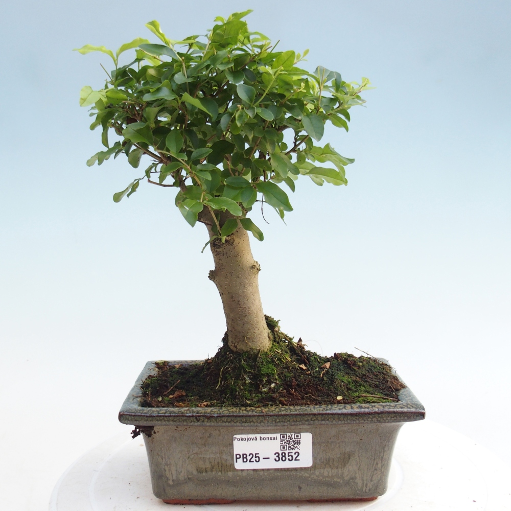 Szobai bonsai -Ligustrum chinensis - Madárcsőr