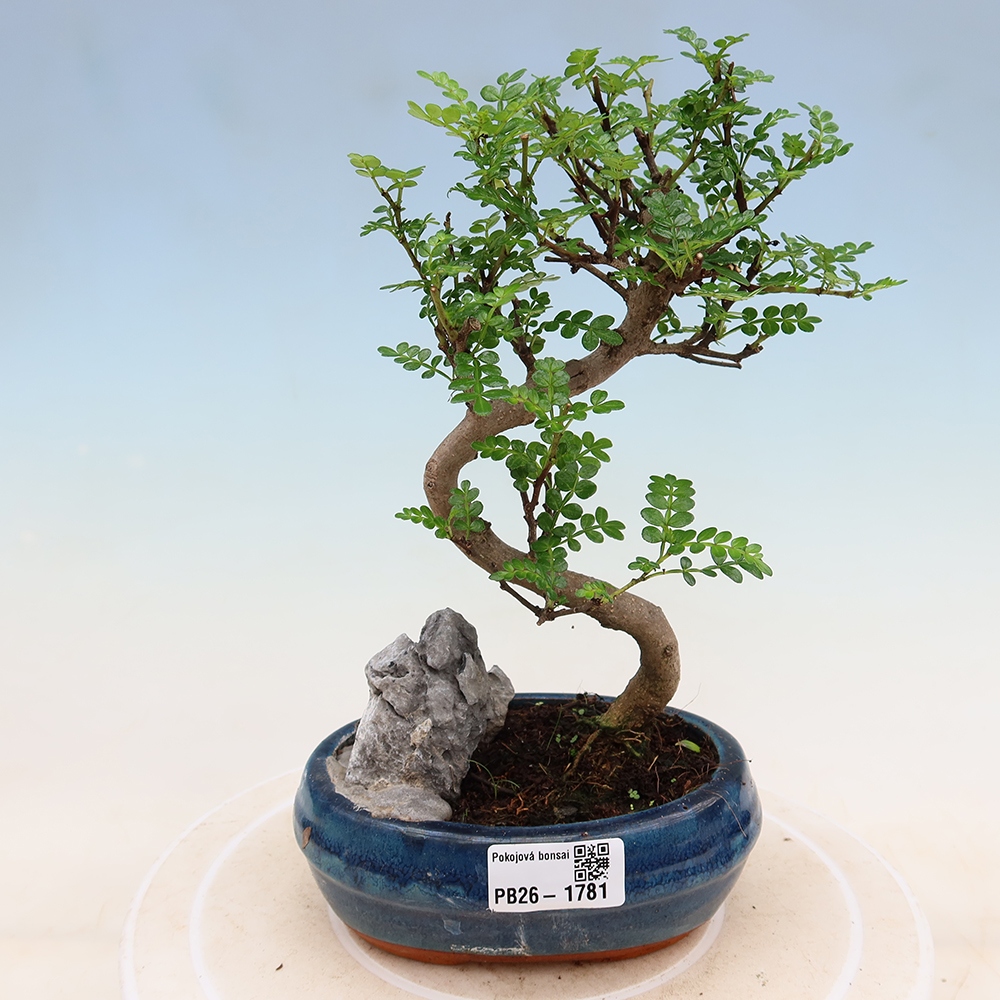 Szobai bonsai - Zantoxylum piperitum - borsfa