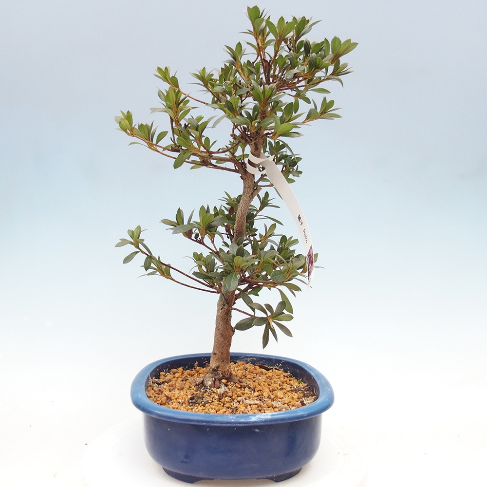 Kültéri bonsai - Japán azálea - Azalea Reiko