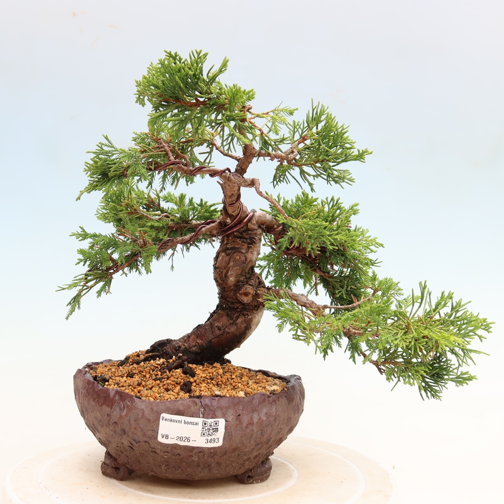 Kültéri bonsai - Juniperus chinensis Itoigawa-Juniperus chinensis