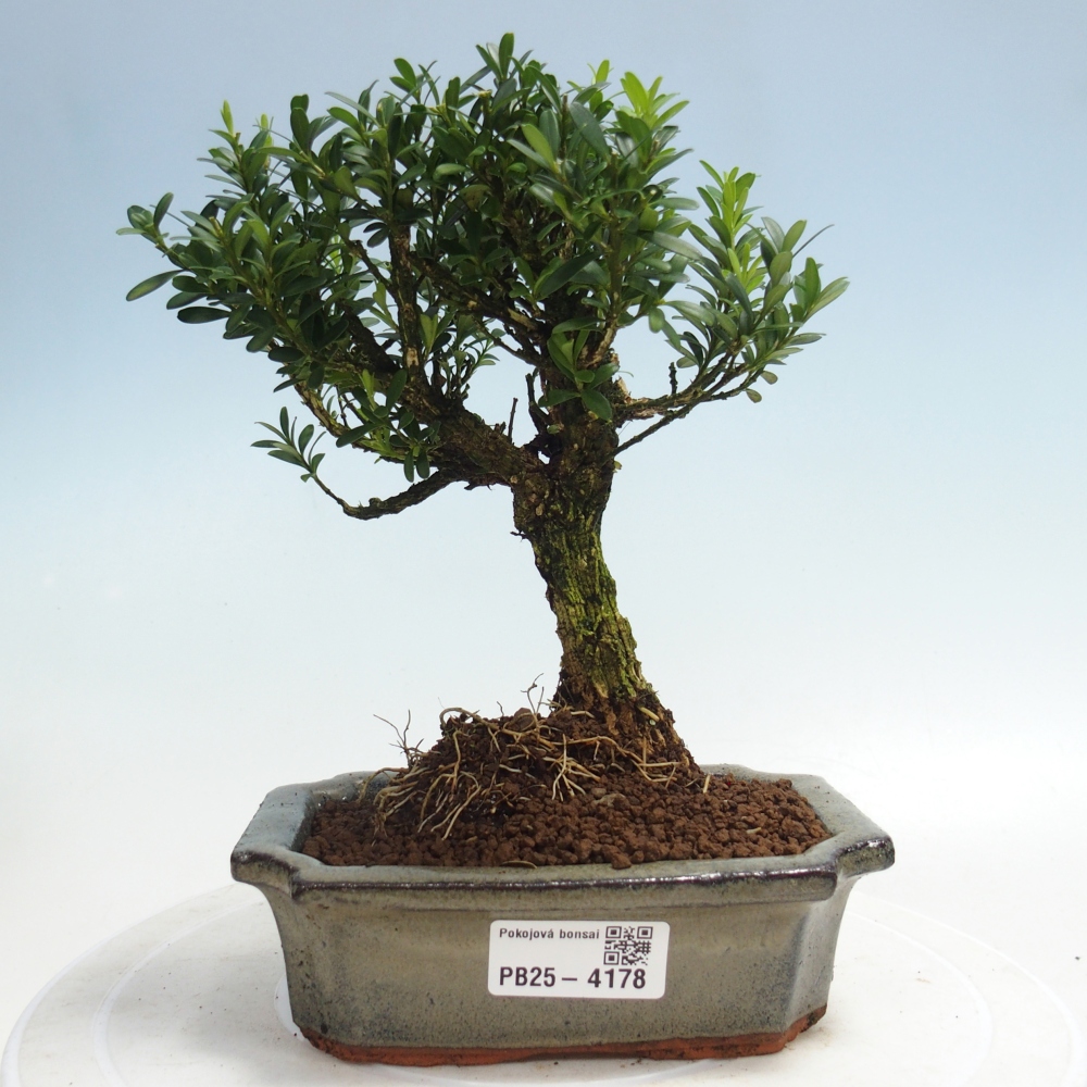 Szobai bonsai - Buxus harlandii - parafa buxus