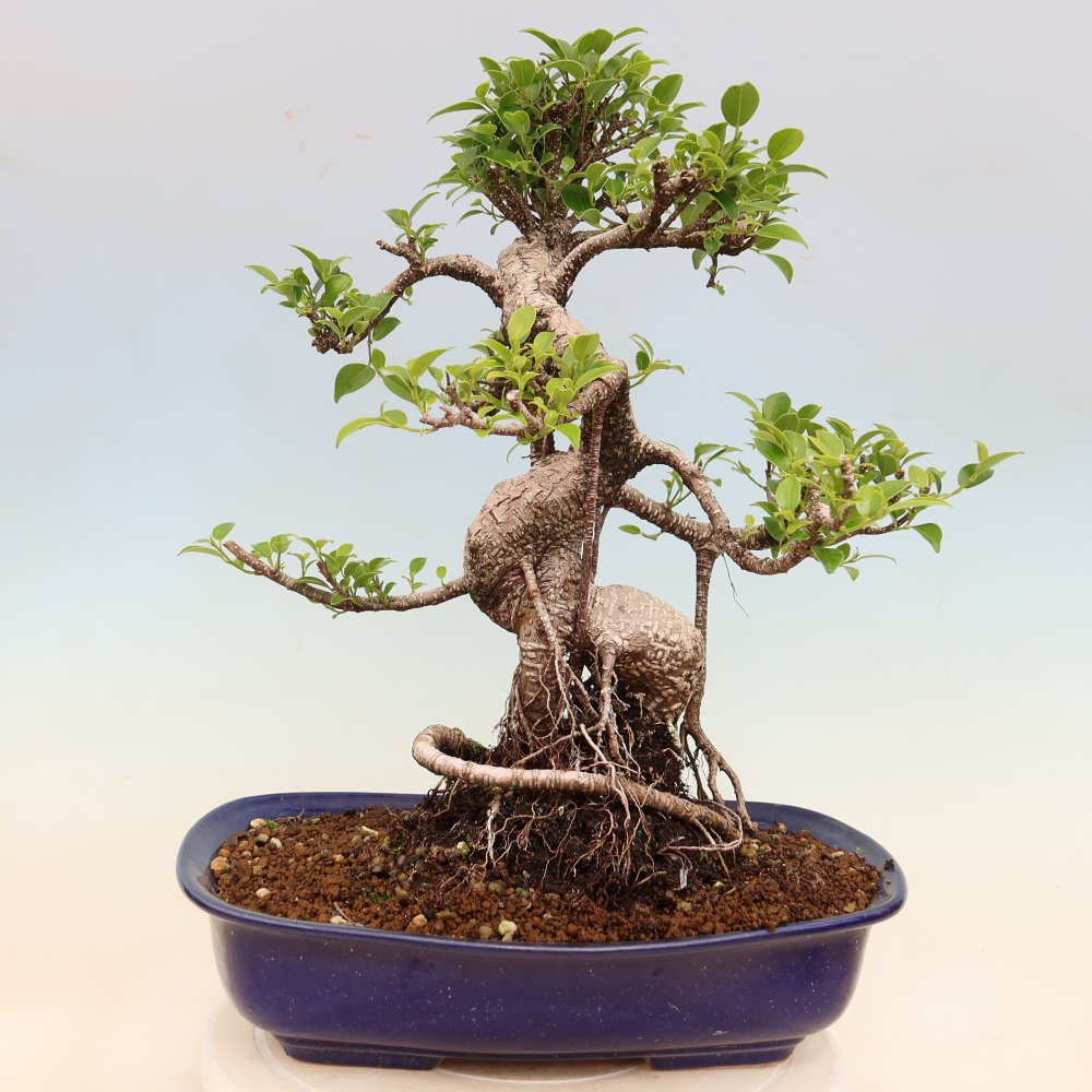 Szobai bonsai - Ficus kimmen - kislevelű fikusz