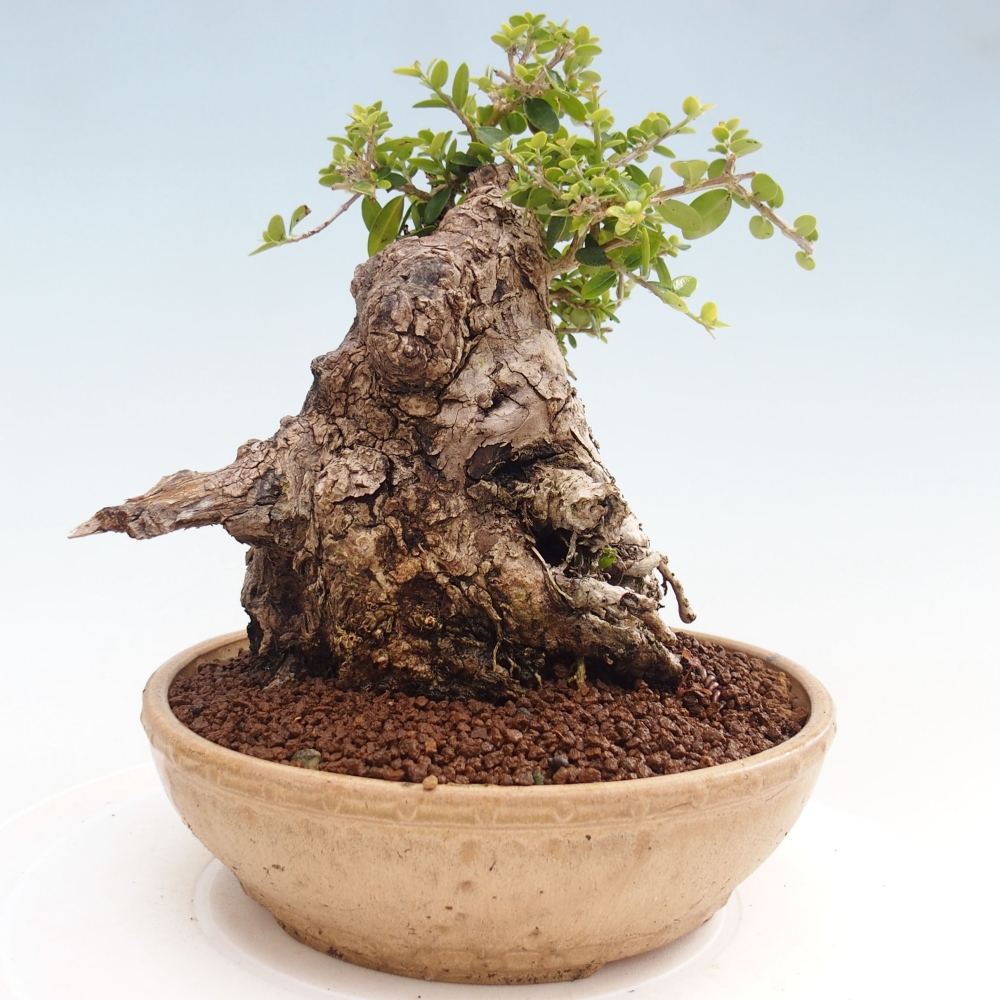 Beltéri bonsai - Olea europaea sylvestris