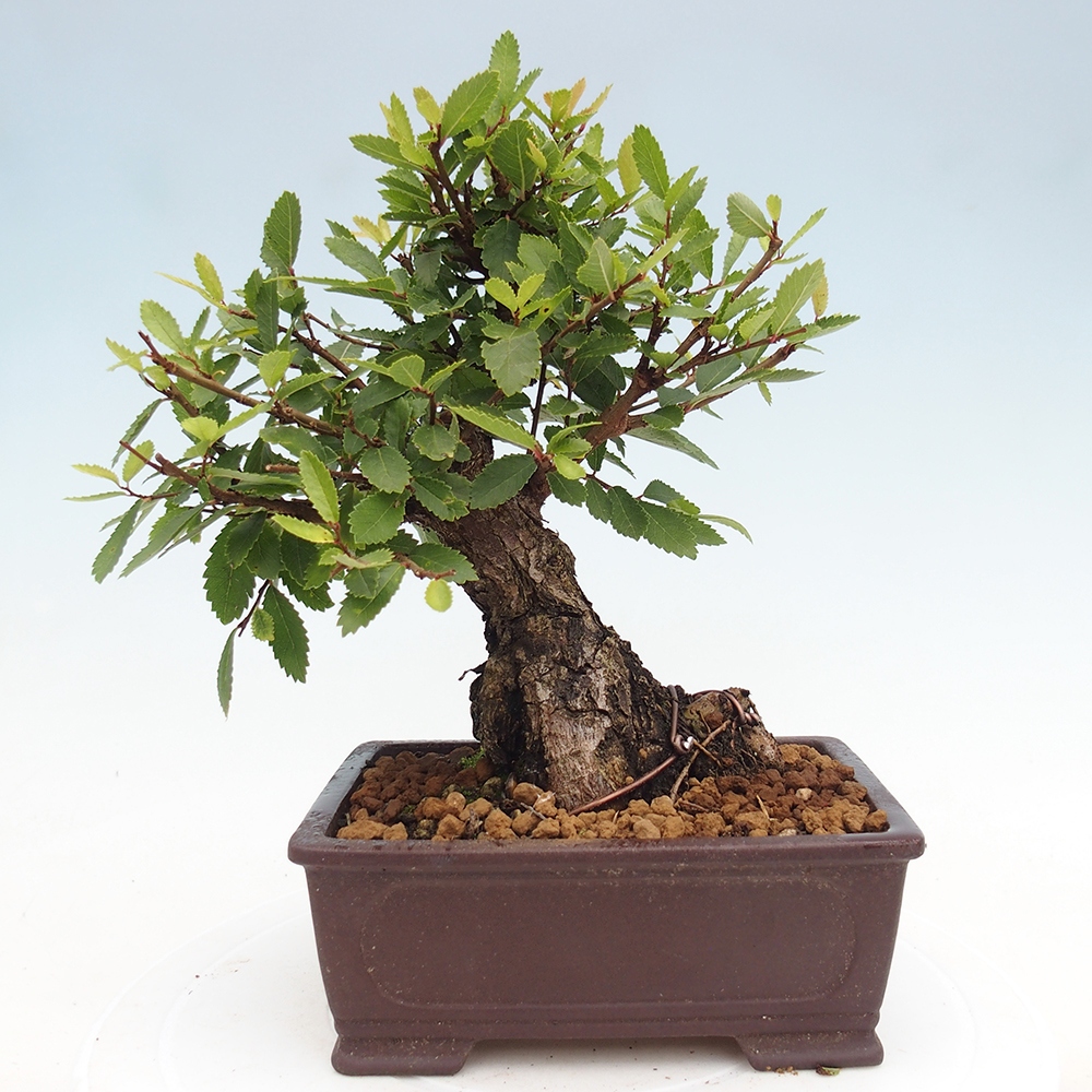 Kültéri bonsai - Zelkova - Zelkova NIRE