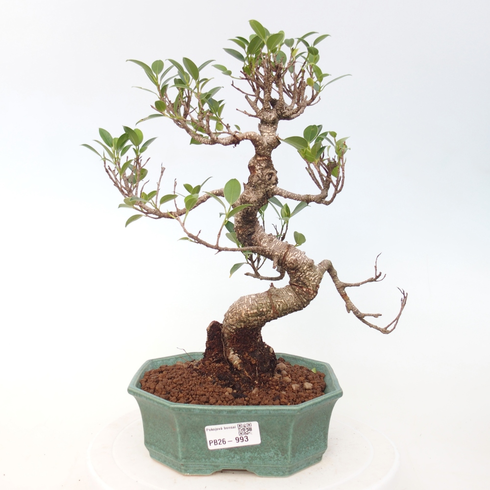 Szobai bonsai - Ficus retusa - kislevelű fikusz
