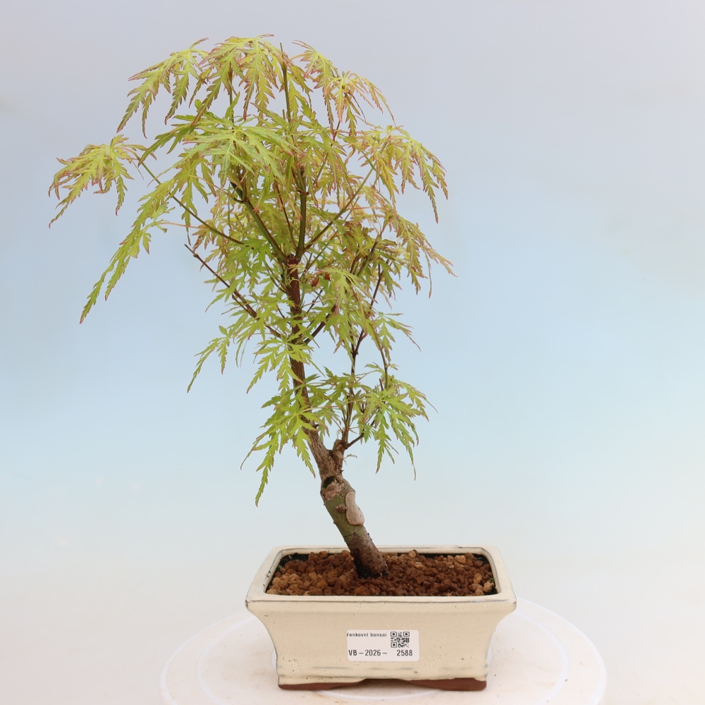 Kültéri bonsai - Acer palmatum Dissectum