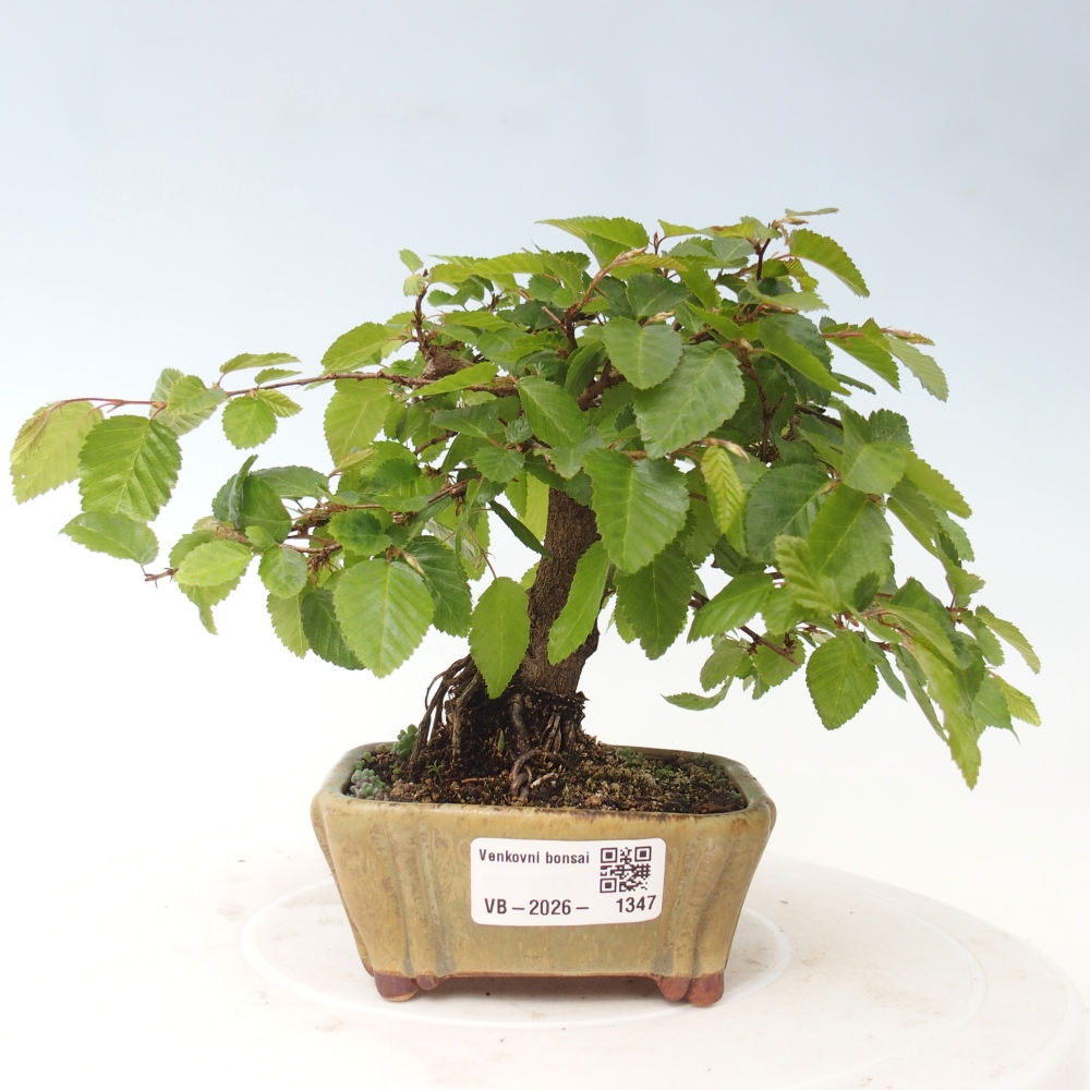 Kültéri bonsai -Carpinus CARPINOIDES - Koreai gyertyánfa