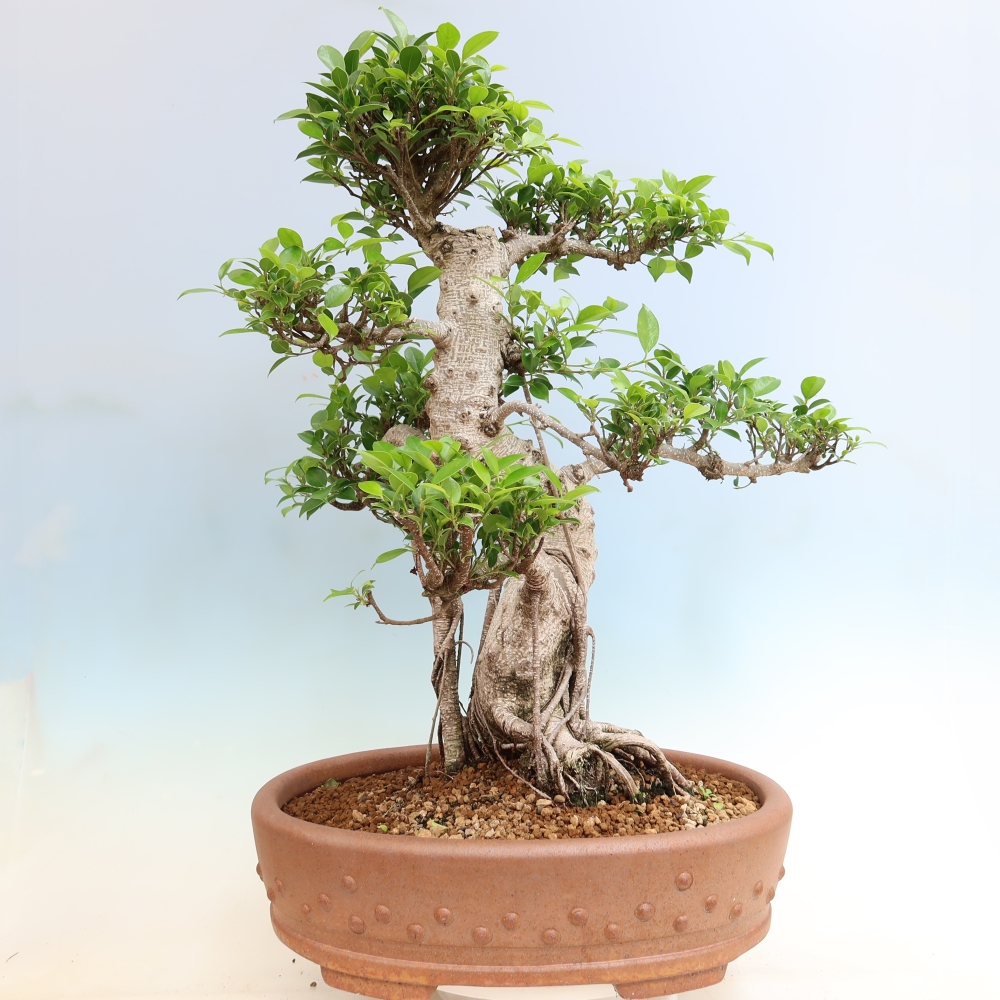 Szobai bonsai - Ficus kimmen - kislevelű fikusz