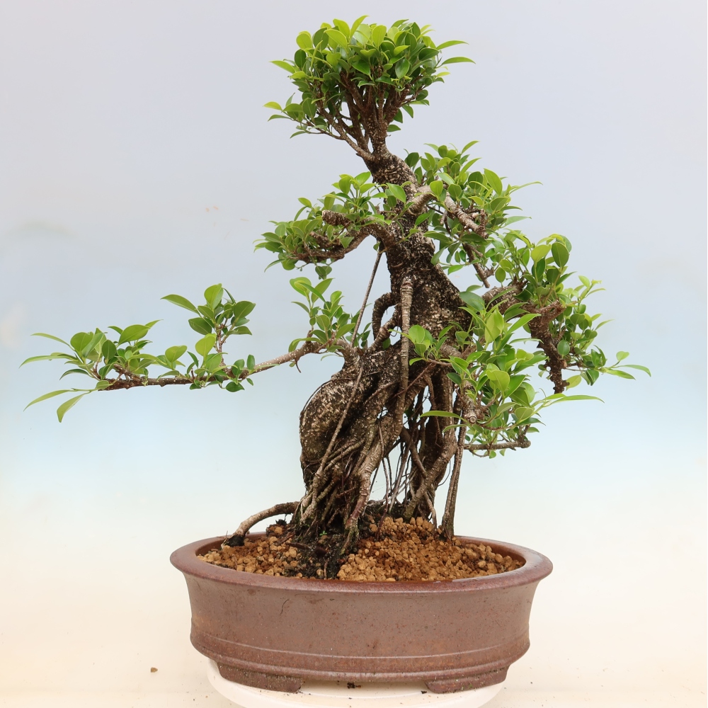 Szobai bonsai - Ficus kimmen - kislevelű fikusz