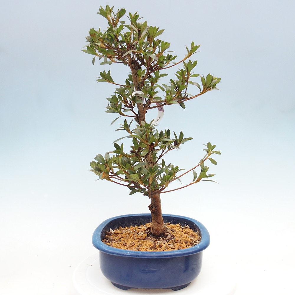 Kültéri bonsai - Japán azálea - Azalea Reiko