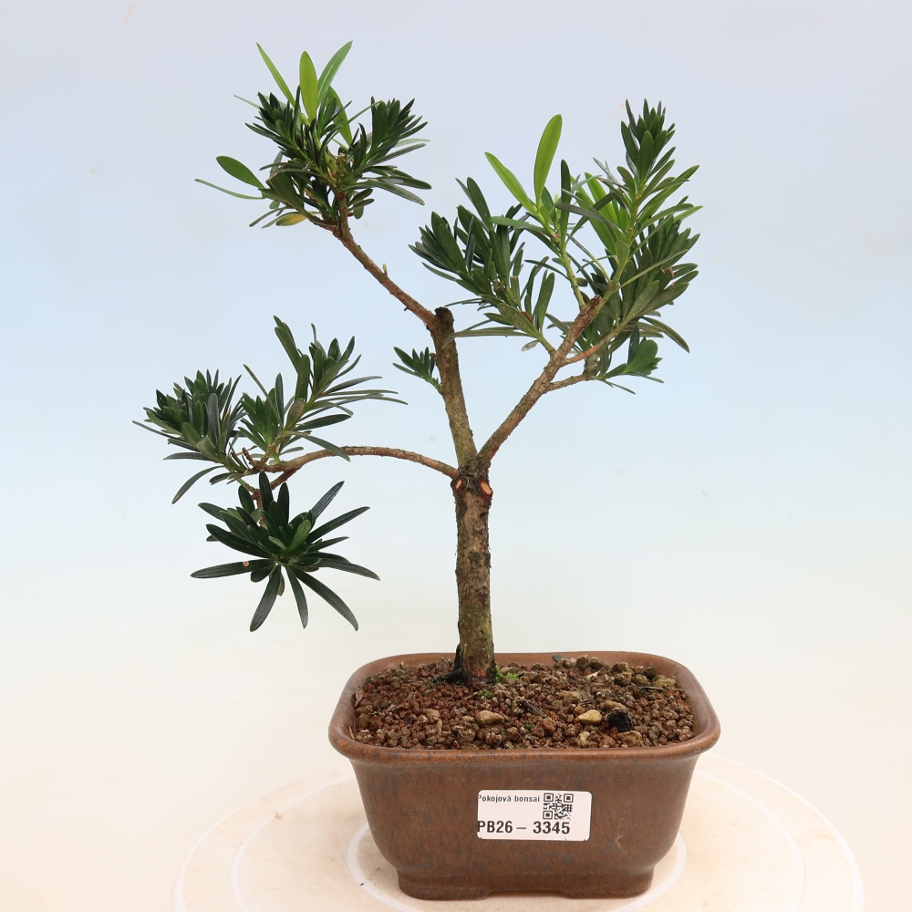 Szobai bonsai - Podocarpus - Kőtiszafa