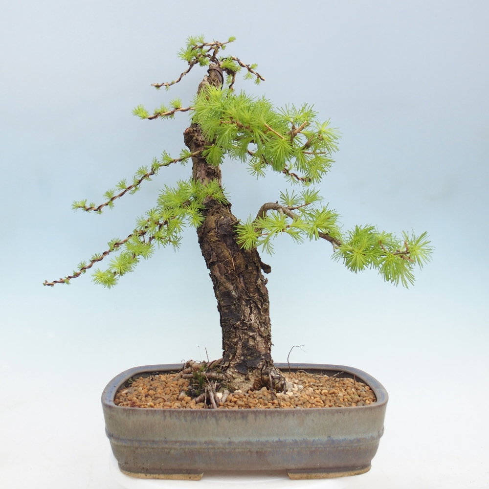 Kültéri bonsai - Larix decidua - vörösfenyő
