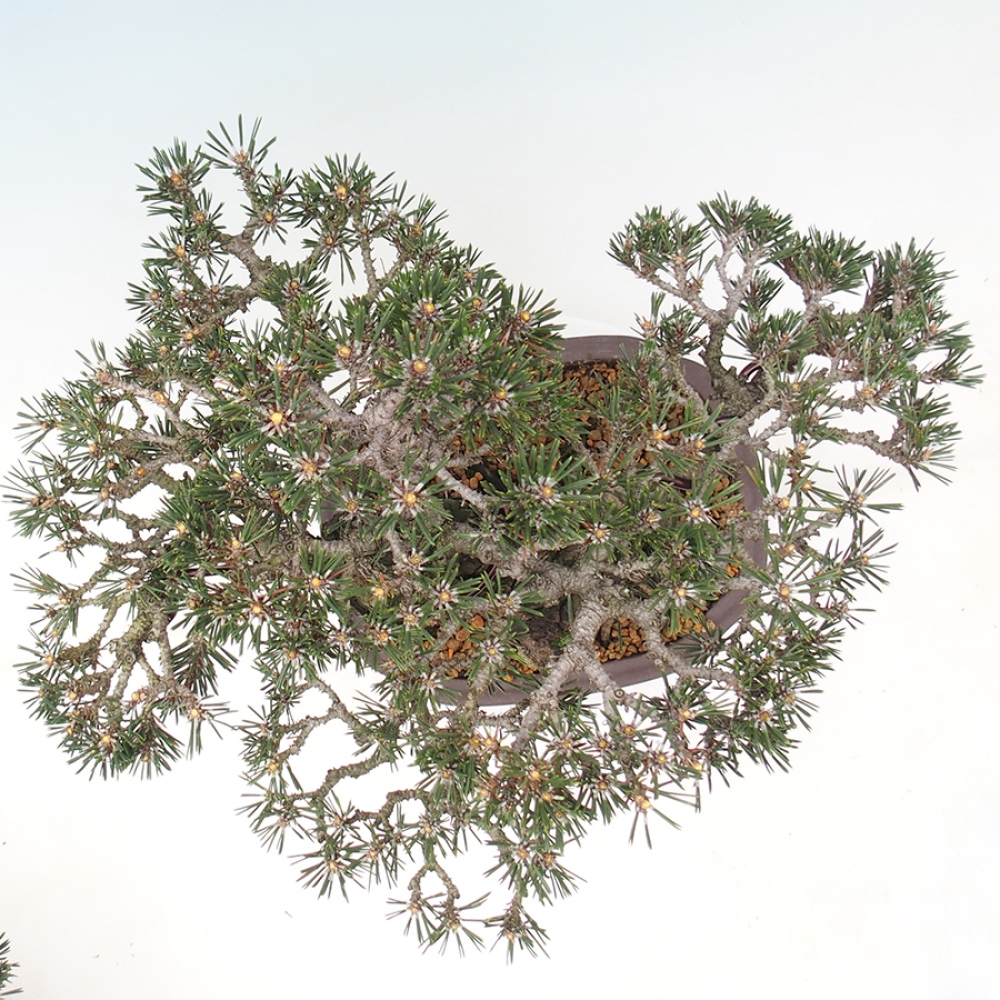 Kültéri bonsai - Pinus thunbergii Kotobuki - Thunberg fenyő